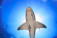 My recent diving addiction… sharks.  A lemon shark buzzes overhead on an absolutely stunning day !
