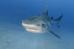 South Florida is home to many shark species.  We have some “regulars” that we look forward to seeing every year.  Two of our regular tigers include DJenny in the foreground and Patrick off in the distance.