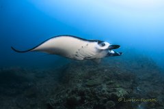 Manta Magic !  How do you turn missing your starting flight in a series of 5 into a good time ?  Spend a day diving off the coast of Bali with these majestic critters !