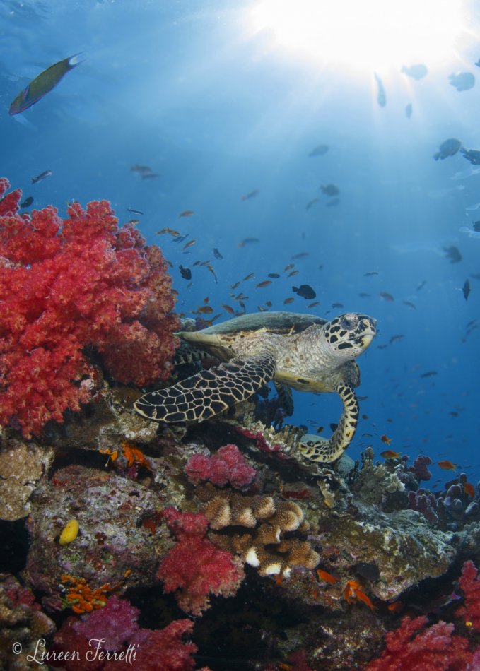 Green turtle photographed in Fiji