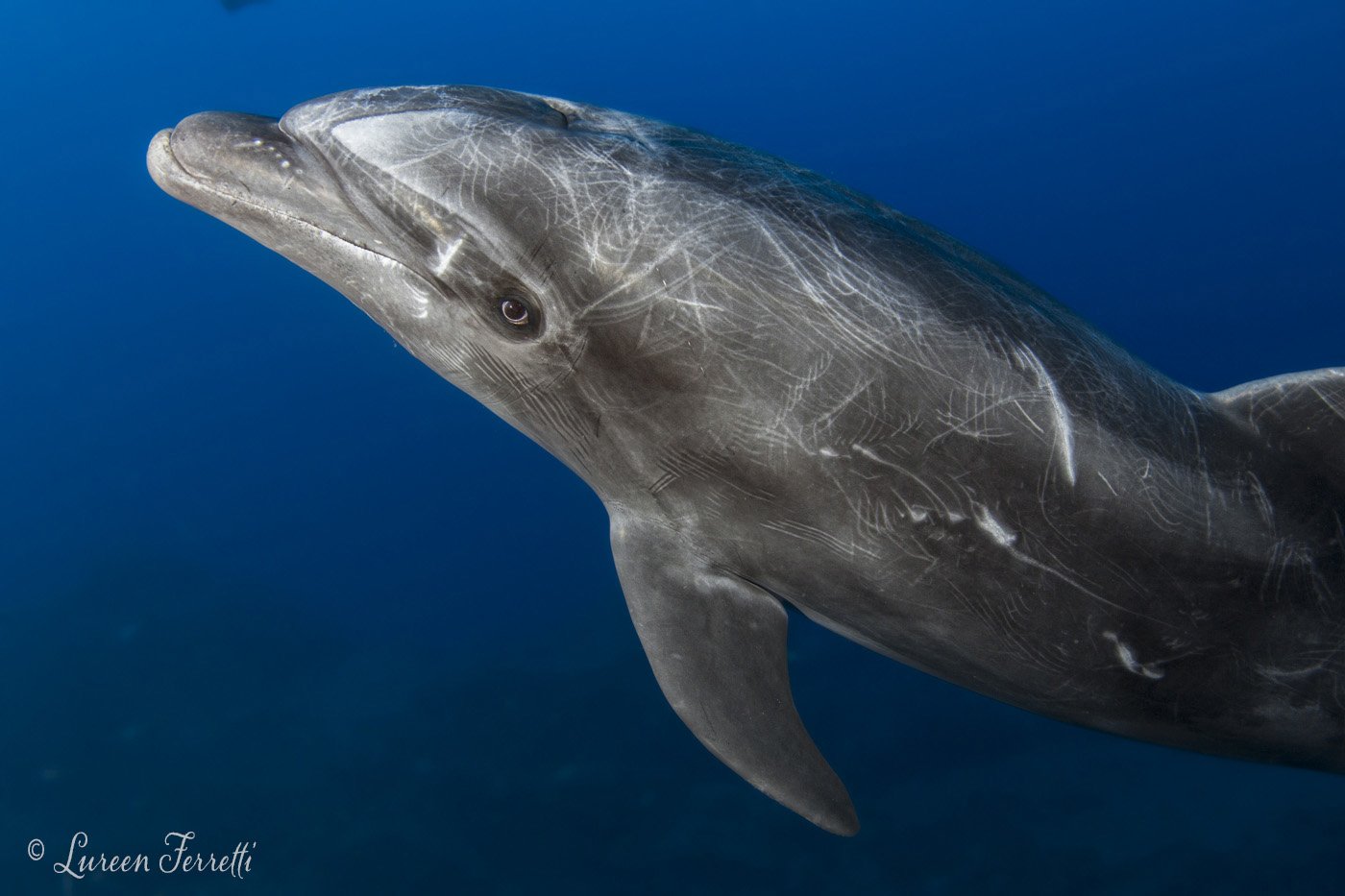 Friendly Dolphin photographed in Socorro