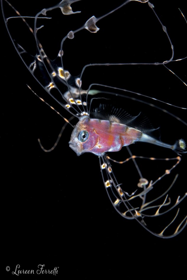 Ribbonfish photographed on a blackwater dive, Palm Beach FL
