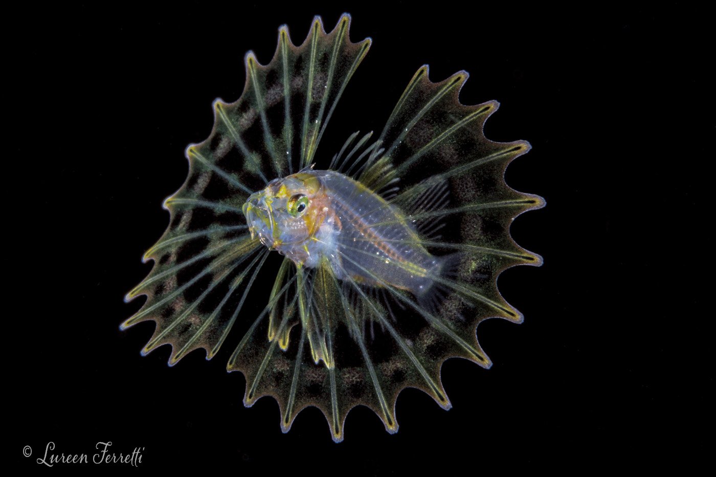 Larval phase Lionfish Palm Beach FL