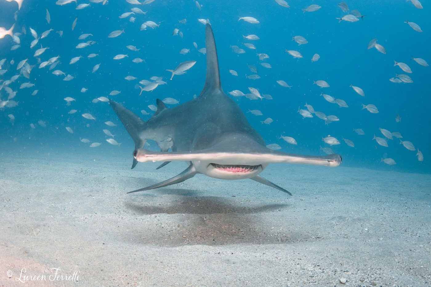 Hammer Portrait photographed off of Jupiter FL