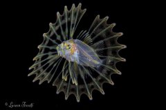 Larval phase Lionfish Palm Beach FL