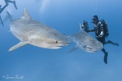 Local tiger sharks DJenny and Patrick photographed off of Jupiter FL