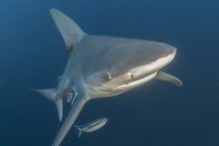 Silky Shark photographed off Jupiter FL