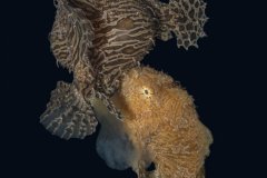 Striated Frogfish spawning - photographed at Blue Heron Bridge