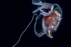 A seabutterfly  - photographed during a blackwater dive off of Palm Beach FL