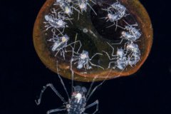 Watching the little ones - photographed during a blackwater dive off of Palm Beach FL
