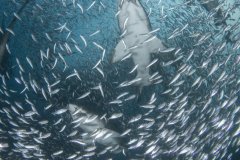 Wave of Sandtiger Sharks photographed off the coast of Morehead City, NC