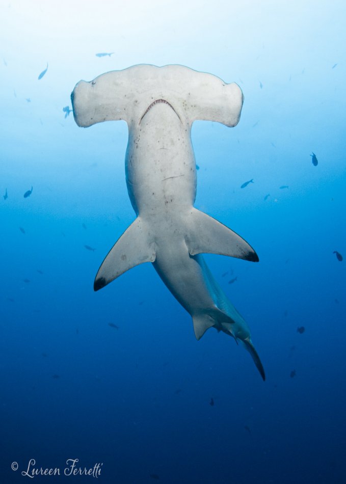 Hammer Time !  Photographed while the shark swam up a vertical wall in Cocos
