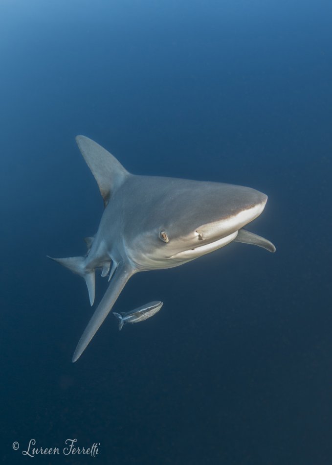 Silky Shark photographed off Jupiter FL