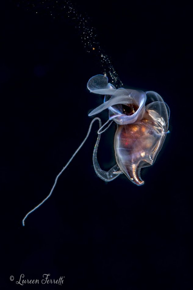 A seabutterfly  - photographed during a blackwater dive off of Palm Beach FL