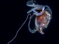 A seabutterfly  - photographed during a blackwater dive off of Palm Beach FL