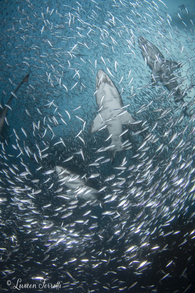 Wave of Sandtiger Sharks photographed off the coast of Morehead City, NC