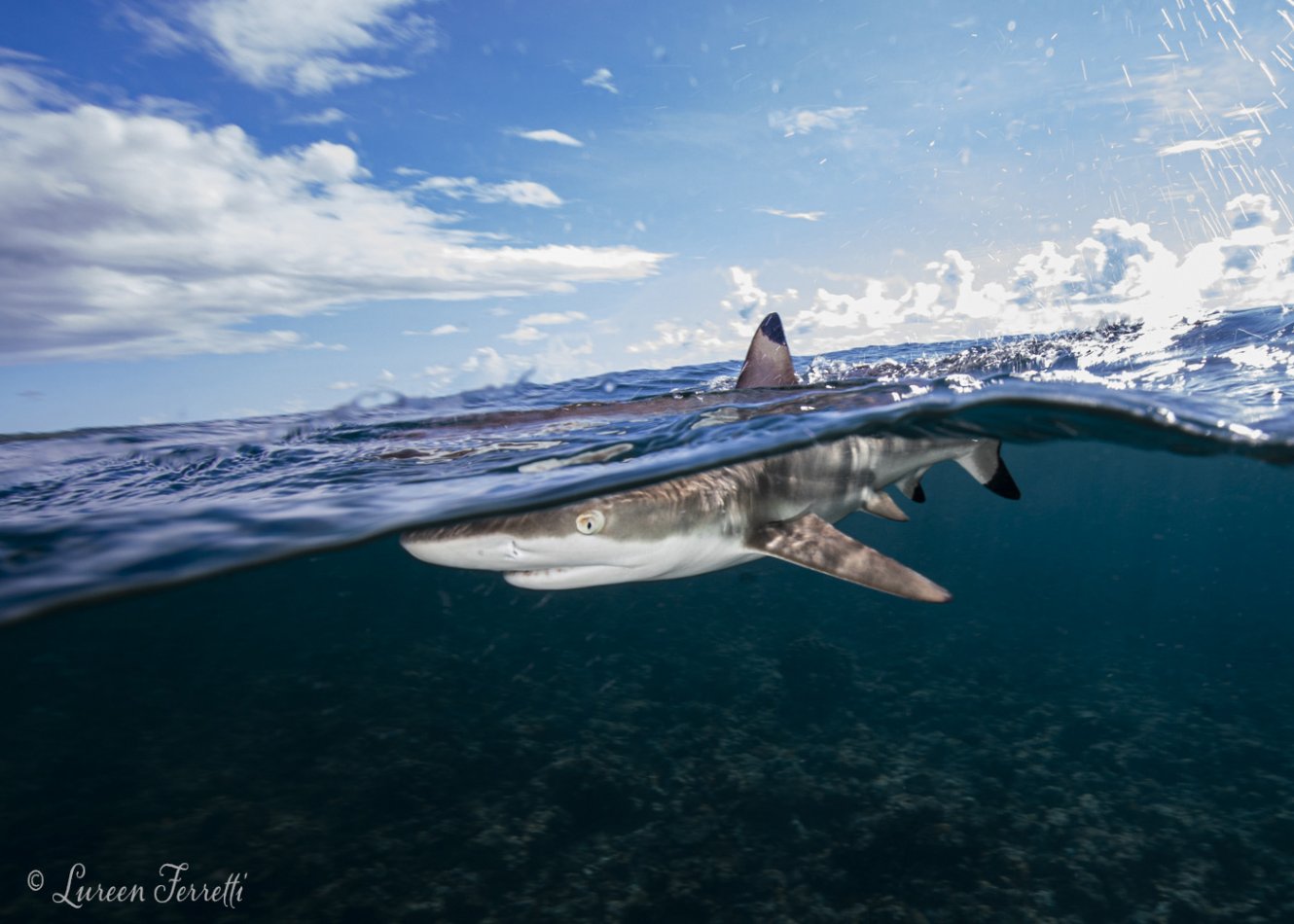 Over under shot of a black tip reef shark in Yap