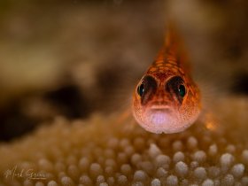 Avidor Pygmy Gobi Red Sea