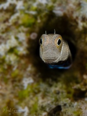 Blue Belly Blenny Red Sea