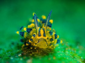Deceptive Costasiella Tulamben