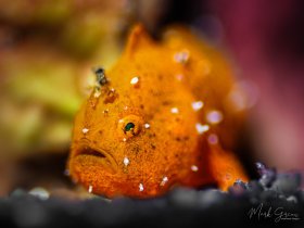Frogfish Tulamben