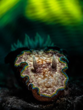 Girdled Glossodoris Tulamben