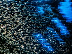 Glass Fish Blur SS Carnatic Red Sea