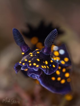 Hypselodoris Ghiselini San Carlos Mexico