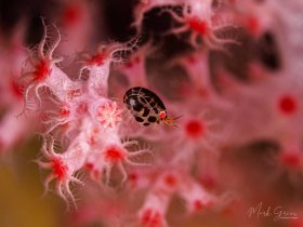 Ladybug Amphipod Tulamben