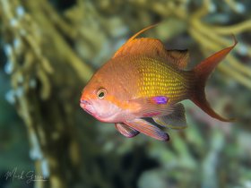 Male Anthias Red Sea