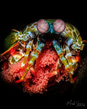 Mantis Shrimp With Eggs Tulamben