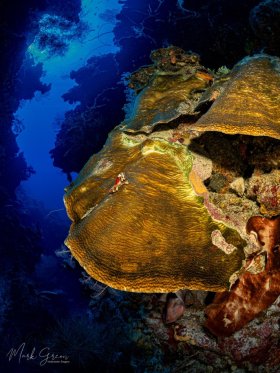 Reef Scene Grand Cayman 2