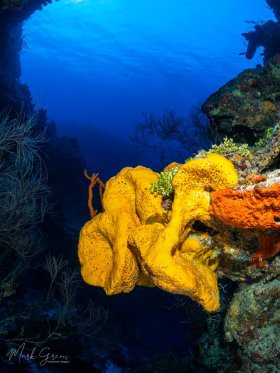 Reef Scene Grand Cayman 3