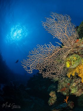 Reef Scene Grand Cayman 4