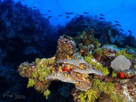 Reef Scene Grand Cayman