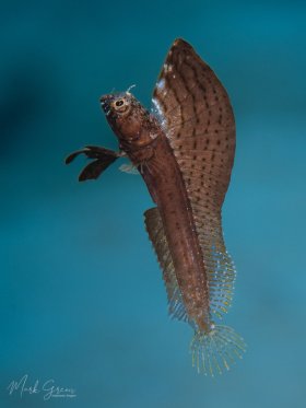 Sailfin Blenny Bonaire