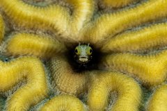 Spiny Head Blenny Bonaire 2