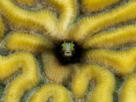 Spiny Head Blenny Bonaire 2