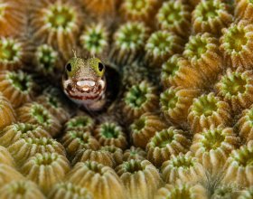 Spiny Head Blenny Bonaire