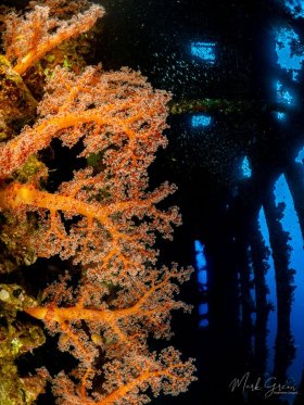 Sponge Growth SS Carnatic Red Sea