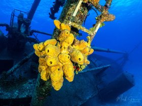 Sponge Growth on the Kittywake Grand Cayman