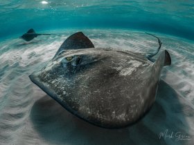 Stingrays Grand Cayman