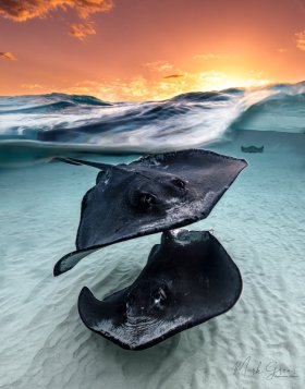 Stingrays at Dawn Grand Cayman 2
