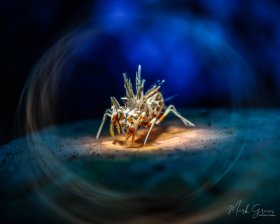 Tiger Shrimp Tulamben