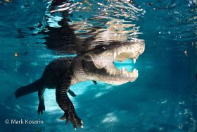 Teeth Full Greeting