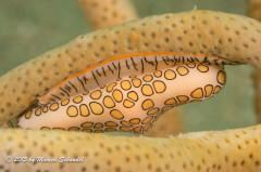 Flamingo Tongue - The curve of flamingo tongue upside down gives way to a sense of peacefulness.