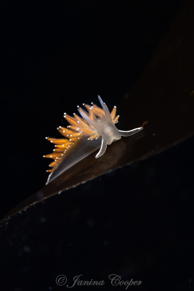 Red-Gilled Nudibranch on a blade of Kelp, Washington State, USA