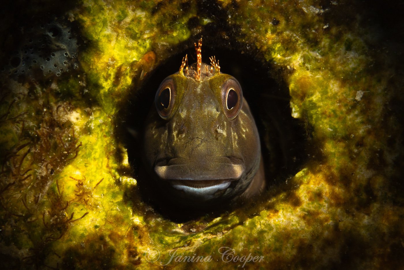 Molly Miller Blenny at the Jetties, Gulf of Mexico, Florida, USA