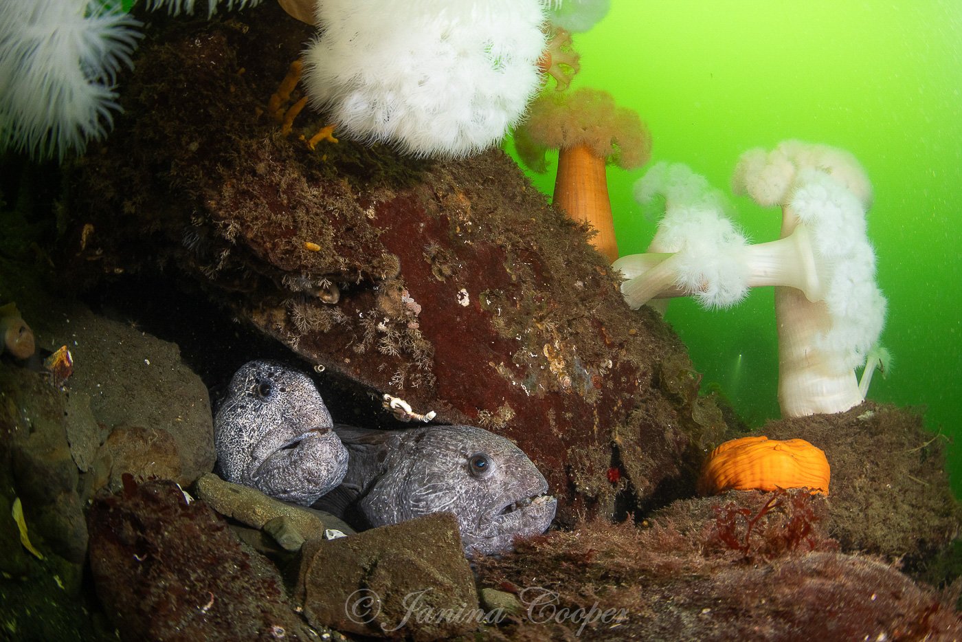 Pair of Wolf Eels in their Hideout, Hood Canal, Washington State, USA