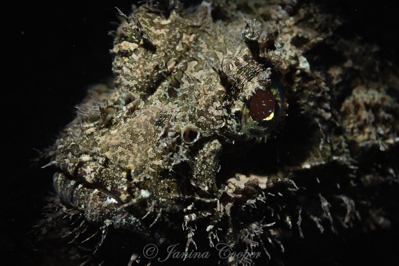 Scorpionfish laying in wait for Dinner, Riviera Beach, Florida, USA